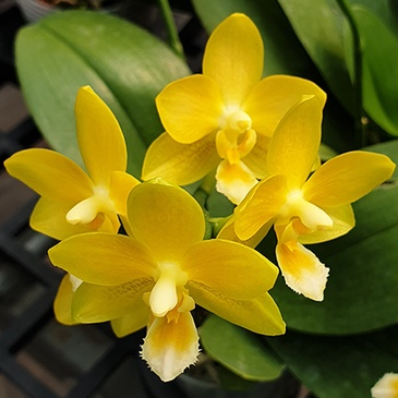 限量新品 香噴噴 Phal. Yaphon Perfume 'Yellow' 黃色香水 蝴蝶蘭 蘭花