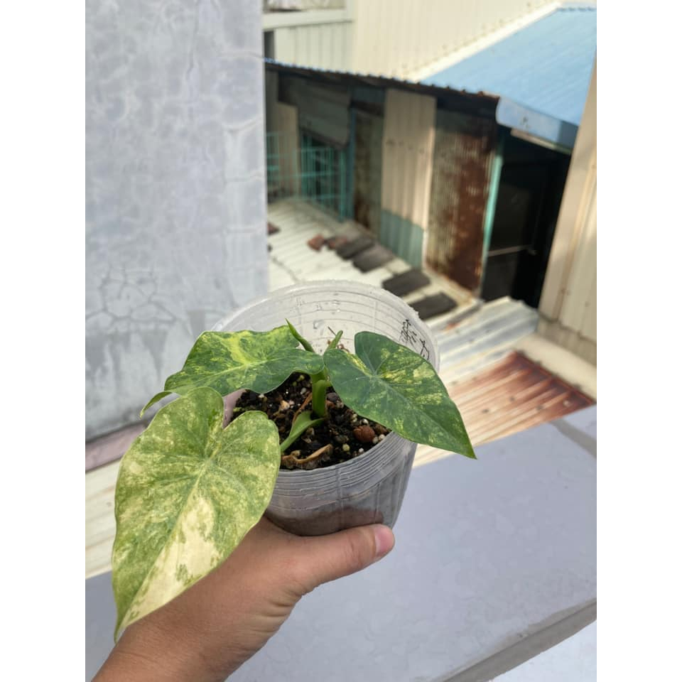 黃斑 姑婆芋 Alocasia Odora Maui 天南星/觀葉植物/室內植物/斑葉植物/景觀植物/雨林植物