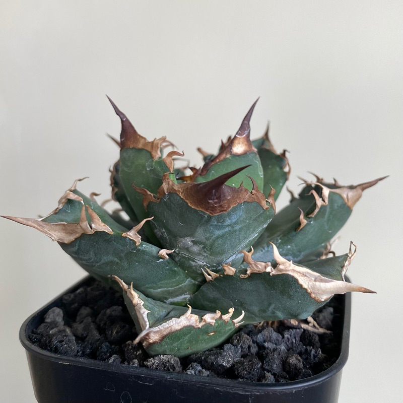 Agave 白火焰的價格推薦- 2023年8月| 比價比個夠BigGo