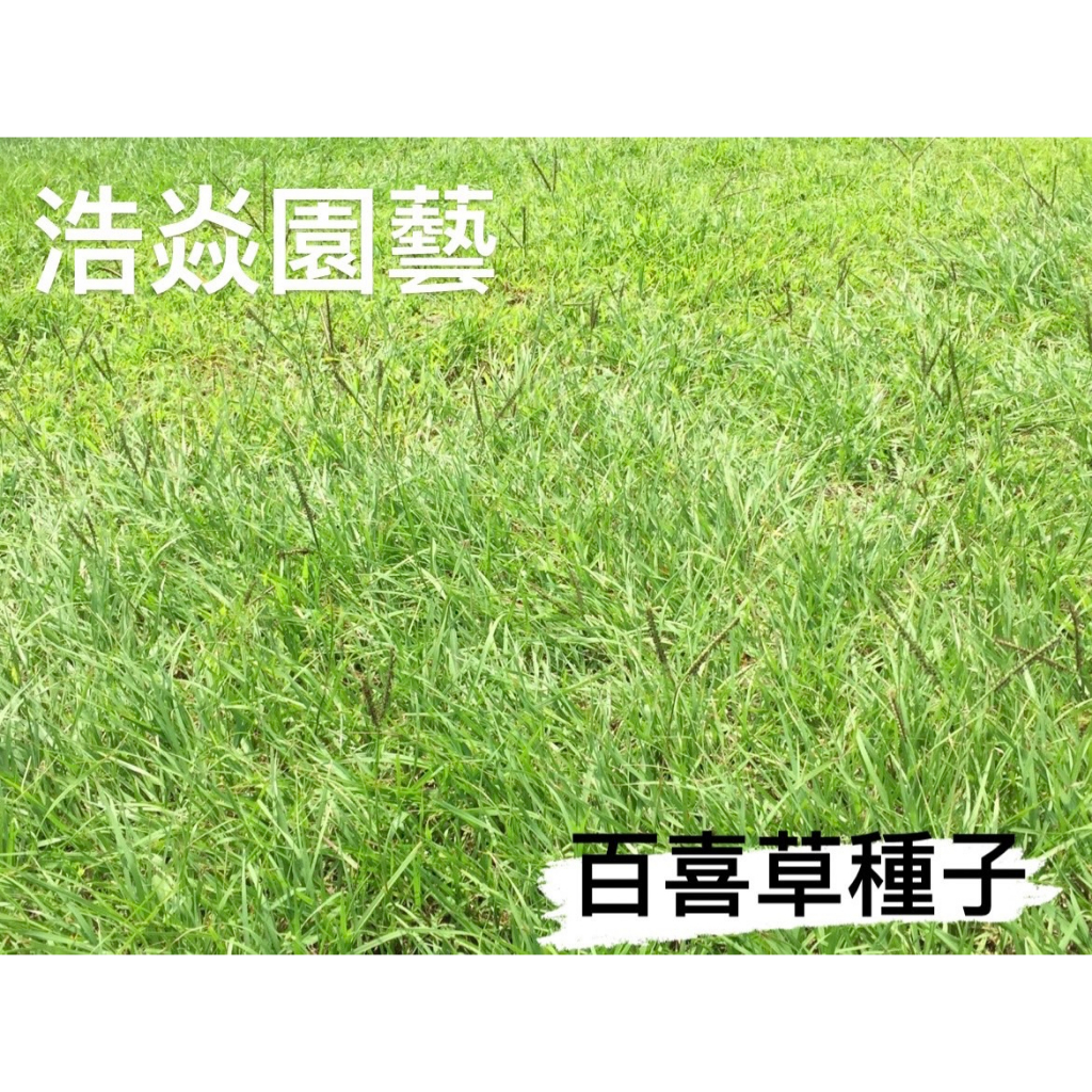 【浩焱園藝】 百喜草草種子