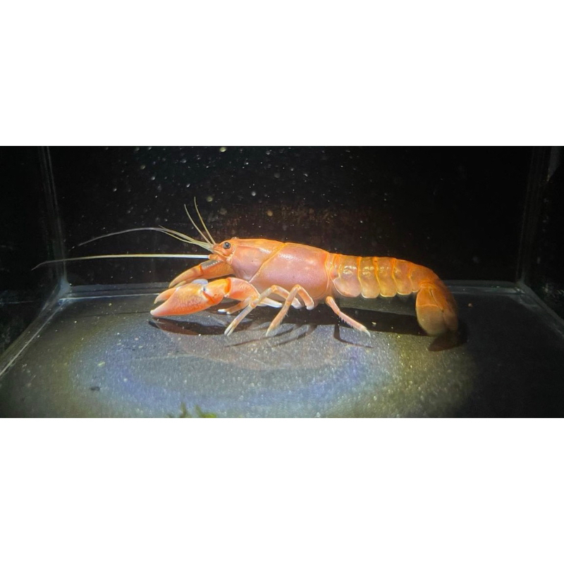 🌋火山破壞者🌋 螯蝦4~8cm對蝦
