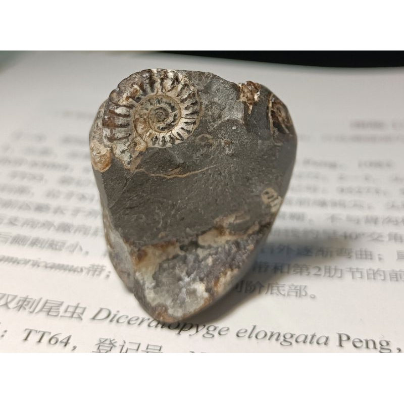 [程石] 英國  馬斯頓原微菊石化石