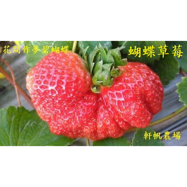 草莓苗 蝴蝶草莓  軒帆農場