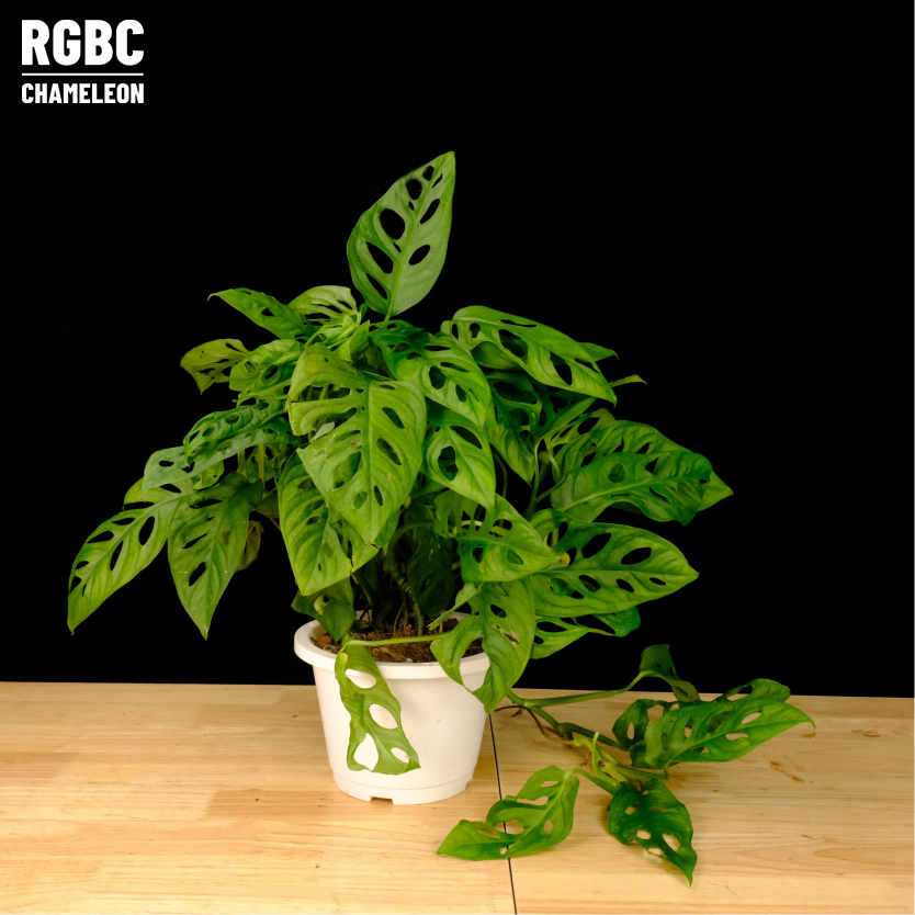 【RGBC】窗孔龜背芋 植物 籠內造景 雨林植物 觀葉植物 變色龍植物 變色龍造景 洞洞葉