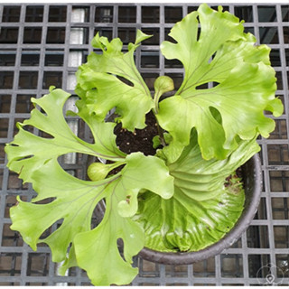(柯比植物)鹿角蕨 寬葉亞猴 寬葉亞洲猴腦 Platycerium ridleyi ''wide frond'