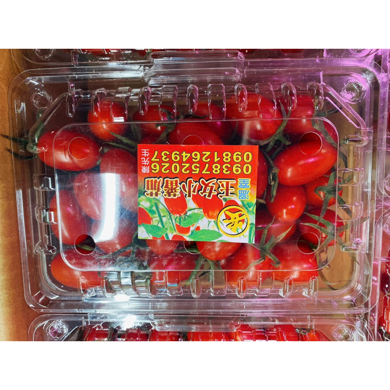 溫室薄殼小番茄🍅多汁又好吃，薄殼不厚殼