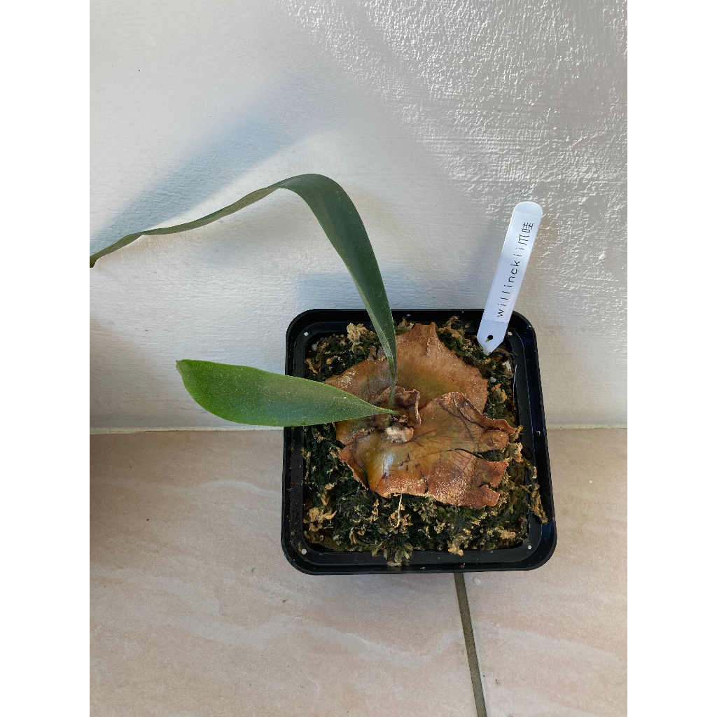 鹿角蕨 品種:爪哇 Platycerium