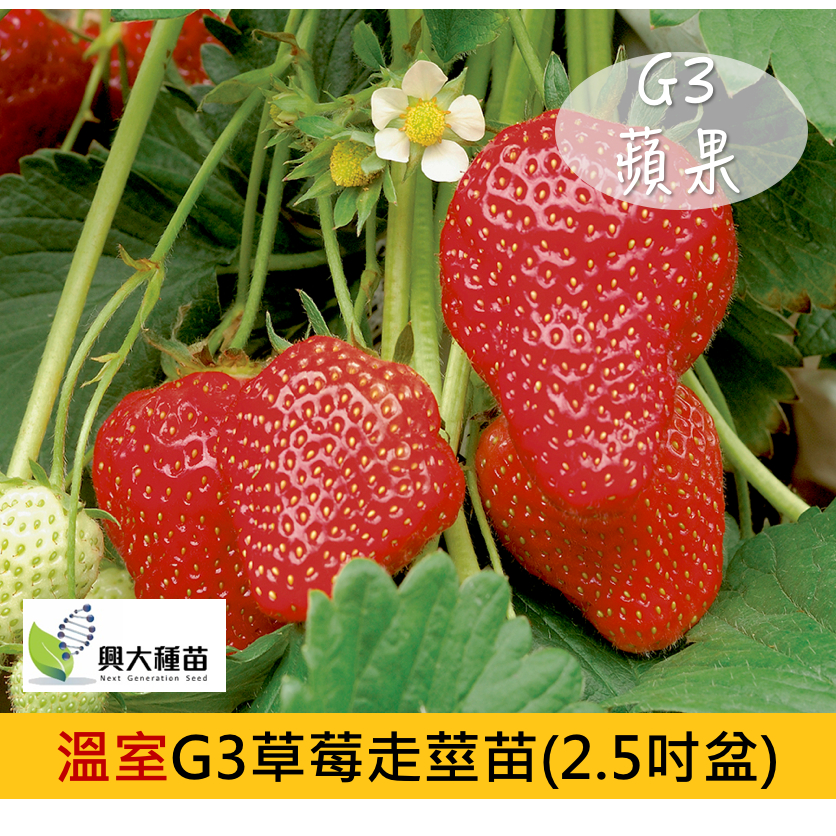 (秋冬限量供應) 蘋果草莓苗(G3走莖苗)(2.5吋盆)