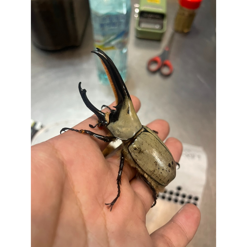 美西白兜L2幼蟲的可動模型 獨角仙 鍬形蟲 金龜子 甲蟲