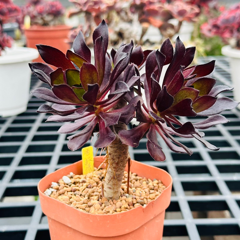 86#多肉植物アエオニウム錦❤️紅顏❤️2大頭16cm拔き苗 【公式通販】