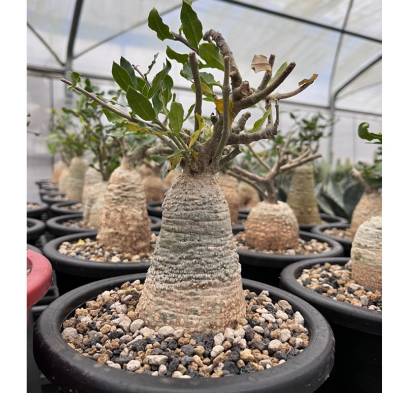 火星人 塊根植物 蝦皮購物