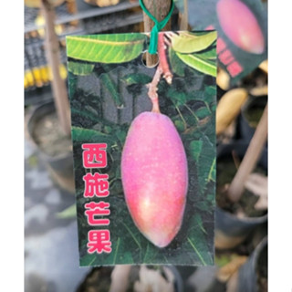 花囍園_水果苗--西施芒果--稀有品種~果肉黃澄細緻/4.5吋高約30-50cm(無法超取)