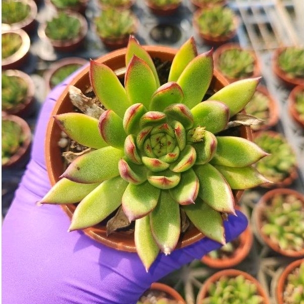 多肉很好買聖誕東雲多肉植物多肉熊童子 蝦皮購物