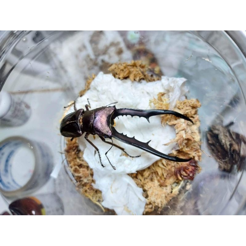 【可動模型】Cyclommatus metallifer finae 美他Cmf #單公 #鍬形蟲 #成蟲模型
