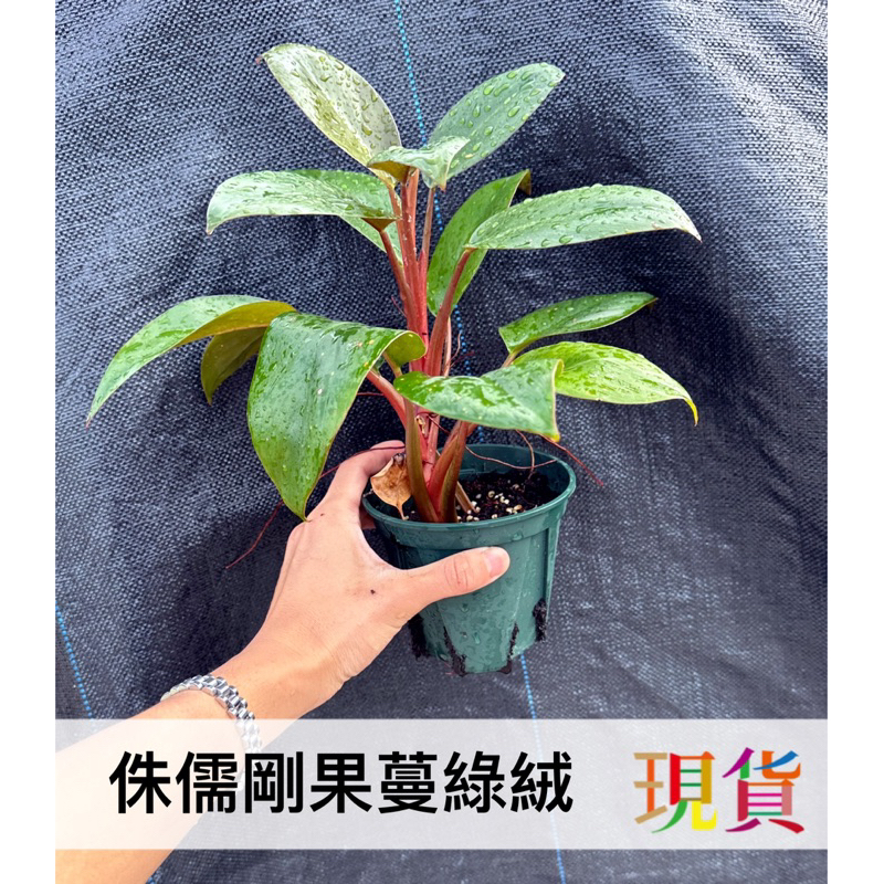 侏儒 紅剛果 蔓綠絨 red congo dwarf 入門 好種 觀葉 天南星 植物﹝珍奇植物 CarnivoRUs﹞