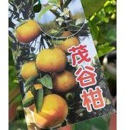 ***小農之家** 優質種苗「茂谷柑 」易種耐放豐產 嫁接苗 柑橘類 高約50-60cm