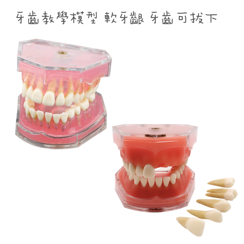 🔥現貨🔥牙齒模型 軟牙齦 牙齒可卸除 可拔牙模型 牙科教學模型 牙醫 患者溝通 診間教學