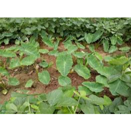 花蓮無農藥有機肥料栽培芋頭10-20公分裸根苗