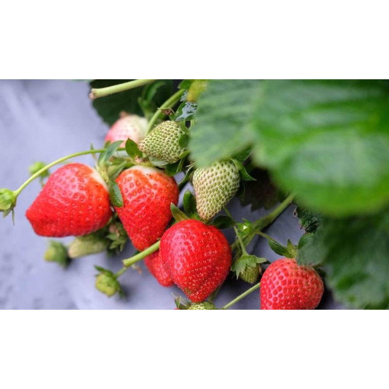 《涵舍苗圃》～新品種美姬草莓，3寸盆一盆25元，4盆一組100元。注意，單買四盆才出貨。