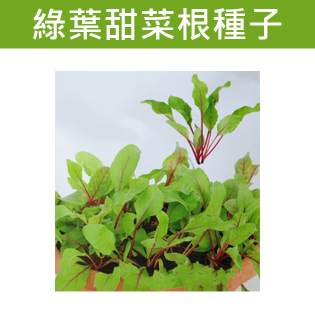 【全館590免運】綠葉甜菜根種子 Greenleaf Beet Baby Leaf 貝比生菜 菜籽 蔬菜種子 蔬菜 生菜