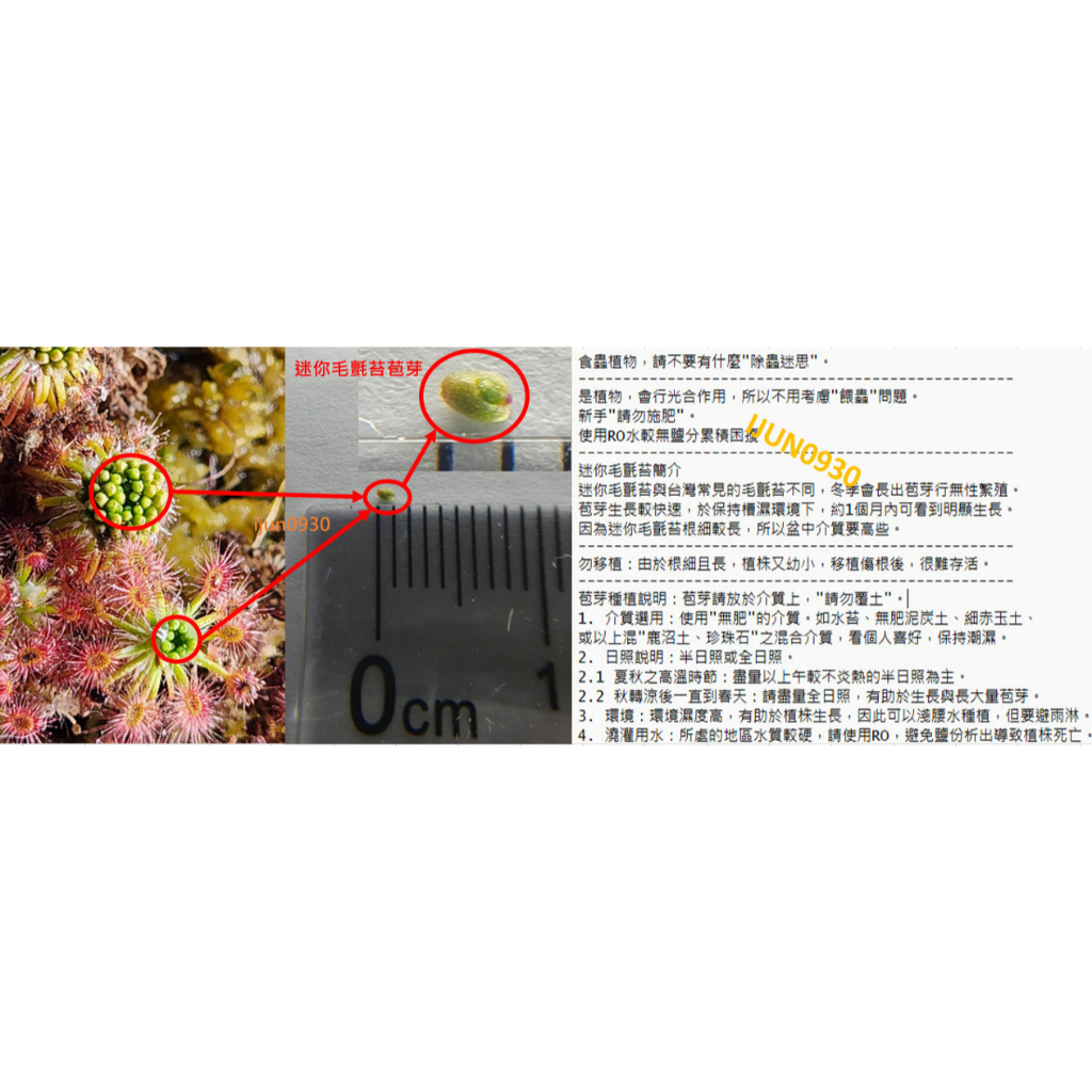 冬天限定 迷你毛氈苔-苞芽(10pcs) 贈長葉毛氈苔種子
