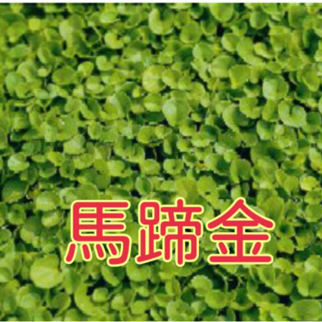 尋花趣 馬蹄金【草種子】1000公克 别名小金錢草、荷苞草、肉餛飩草、金鎖匙、銅錢草、小馬蹄金