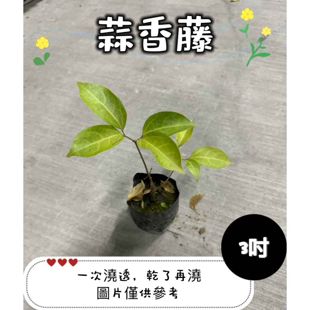 🪴【植入你心❦】蒜香藤-紫羅蘭-3吋盆-定價70特價60