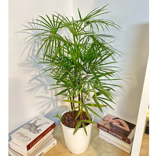 ｛英宏｝日本細葉棕梠竹 室內植物 淨化空氣 空間美學