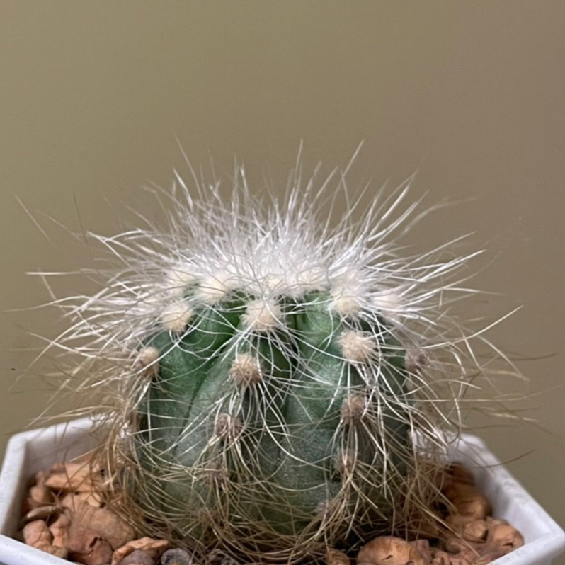 Copiapoa krainziana 雷血丸 龍爪球屬 仙人掌 多肉植物