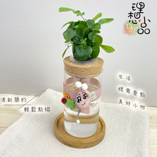 【理想小品】七里香【現貨】水耕盆栽 玻璃圓柱瓶 無土種植 簡單種植 觀葉植物 室內植物 玻璃飾品 創意花盆 盆栽