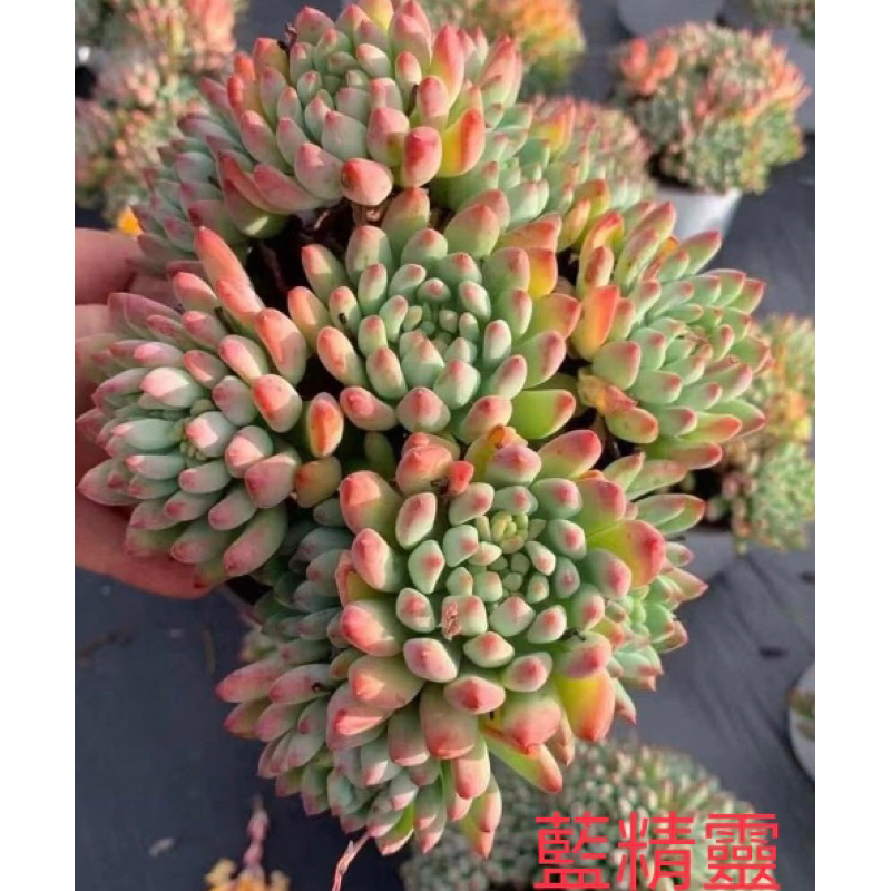 多肉植物-2寸盆藍精靈-慈碩農場嚴選繁殖進口多肉
