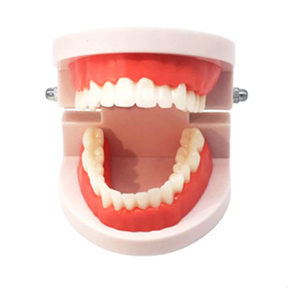 牙齒模型 幼兒園刷牙練習 / 牙科標準牙模型 / 牙齒玩具 / 牙模教學 口腔模型 牙醫模型【國王皇后婦幼商城】