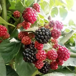 四季樹莓種子  多款野生樹莓種子  耐寒耐熱盆栽地栽種植 當年結果 超低價  樹莓種子
