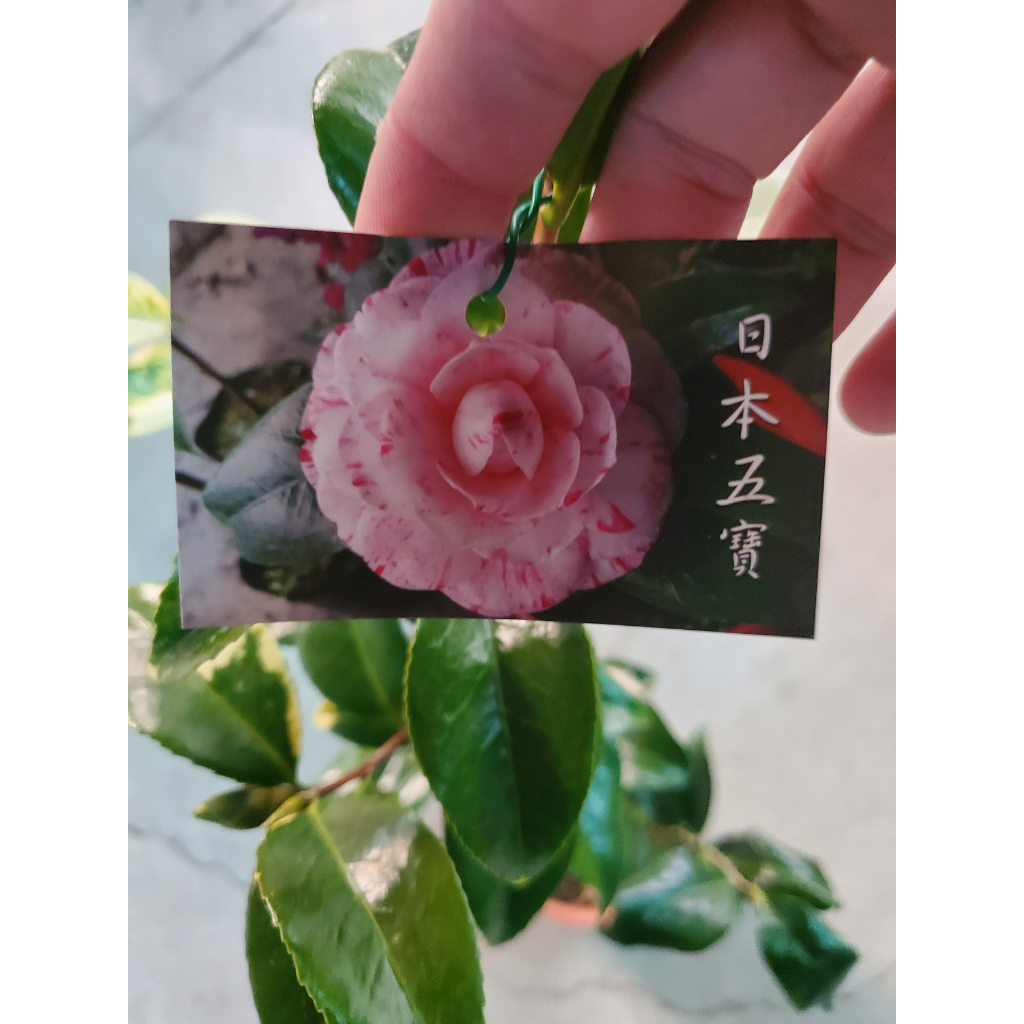 李家果苗 日本五寶 茶花 6吋盆 開花植物 高度50-60公分 單價300元