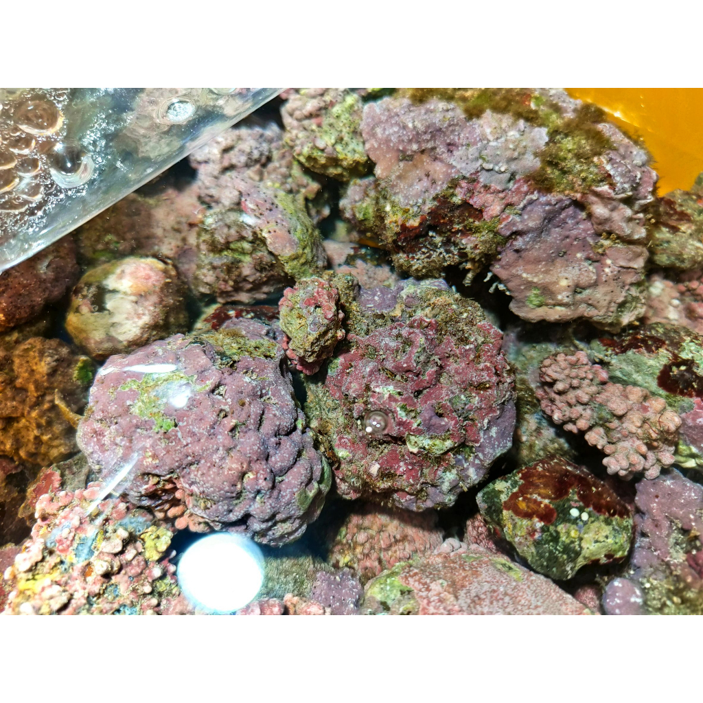 「A0號」新鮮活石 、海藻、鈣藻活石、海水造景 水族過濾  濾材 柏林系統  1公斤155元 20公斤以上一公斤120元