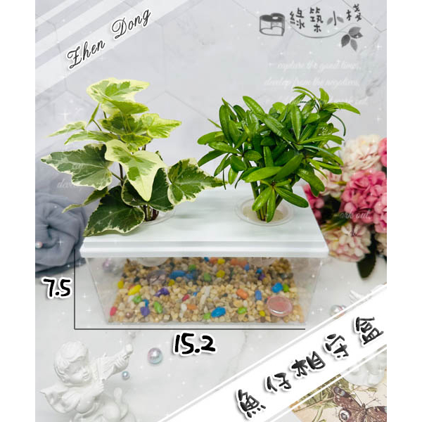 【綠築小棧】【魚仔相守盒】現貨 植物 盆栽 魚缸 水耕植物 水耕盆栽 水耕栽培 無土種植 魚菜共生 辦公室小物