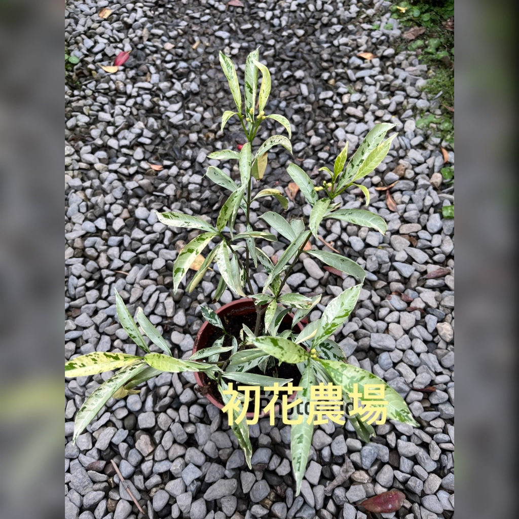 初花農場|斑葉馬茶花|觀葉(花)植物|5吋盆|----定價240特價200