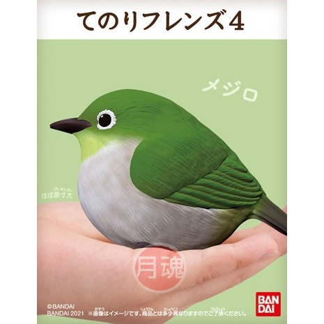 日本 BANDAI 正版盒玩 小鳥 掌上好朋友 4 第四彈 單售 06 綠繡眼 全新未拆 鸚鵡 鳥