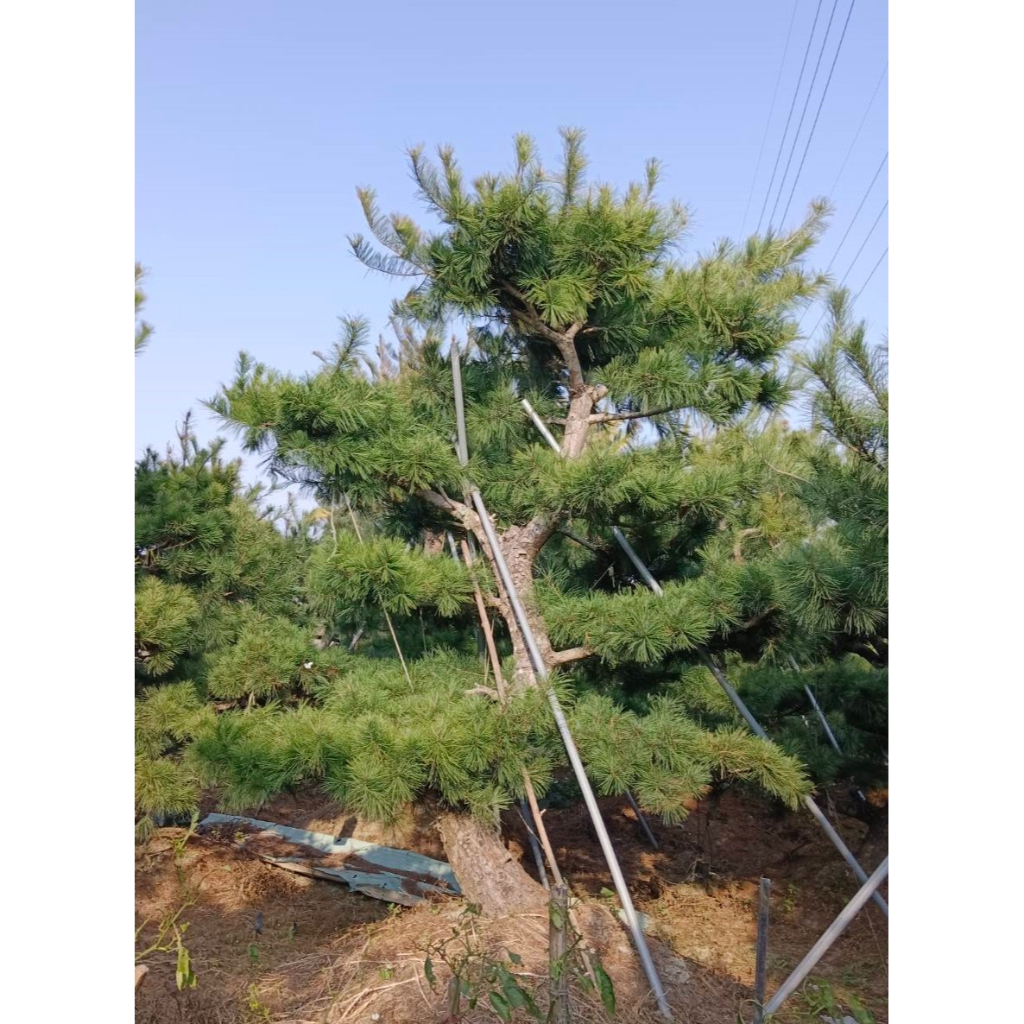 五葉松 枝幹殼老化 高尺寸五葉松 多片型五葉松 松樹 庭園景觀樹