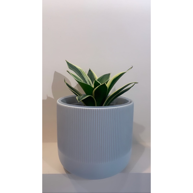 【室內植物盆栽】虎尾蘭(6吋盆)搭配IKEA GRADVIS灰色