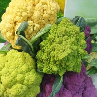 有機蔬菜種子 西蘭花種子 紫色花椰菜 綠色花椰菜
