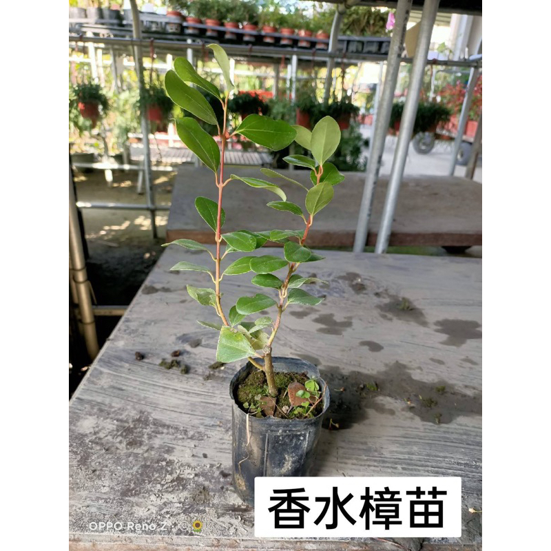 ★綠霖園藝★香水樟苗 觀賞植物/水果樹苗/新興果樹/果苗/嫁接/植物/盆栽