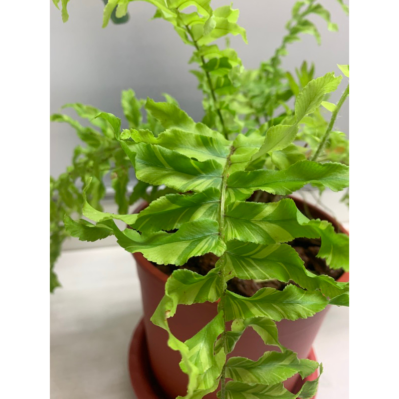 虎斑腎蕨/斑葉腎蕨/觀葉植物/室內植物/辦公室/一物一拍