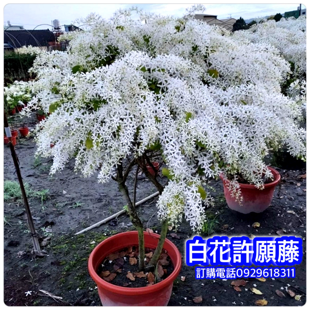 白花許願藤盆栽，白花錫葉藤，紫藤 開花時樹滿白色的花朵，花色豔麗，有夢幻美，兼之生長迅速好照顧，也是優良蔭棚植物