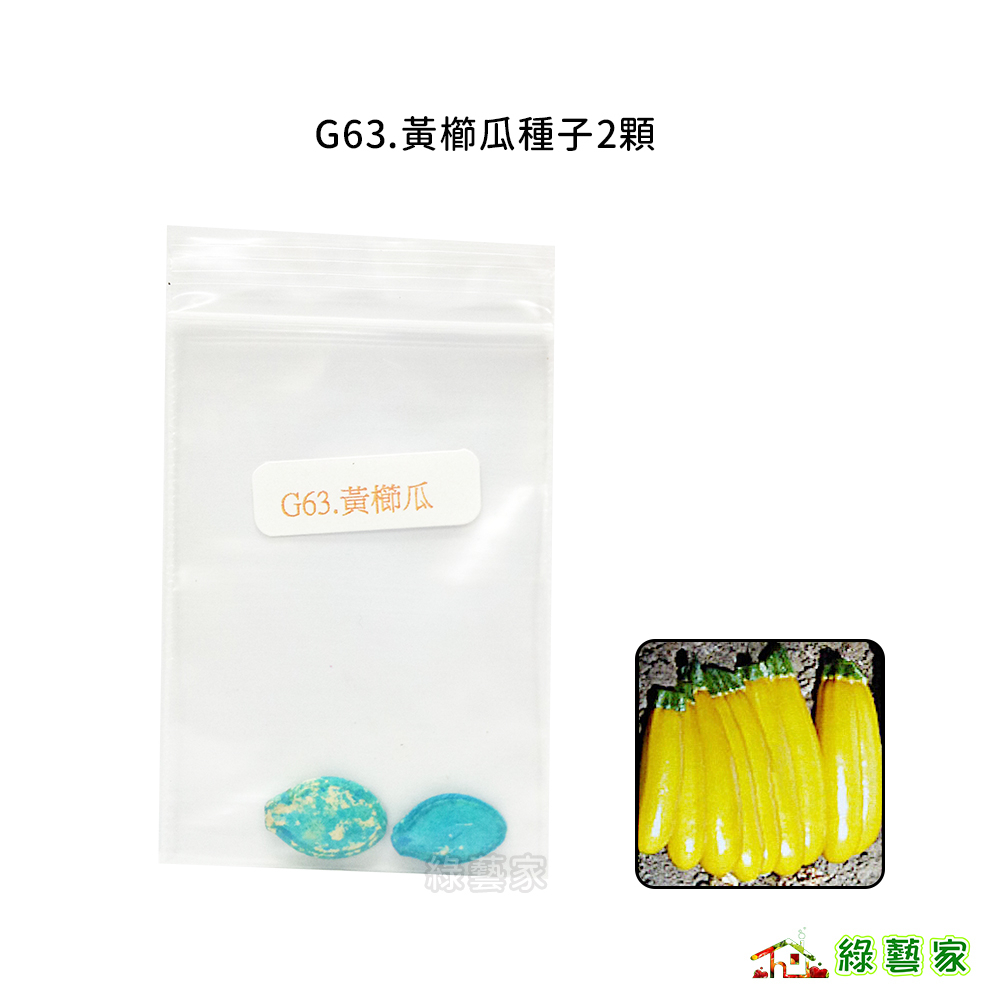 G63.黃櫛瓜種子2顆(有藥劑處理)(矮性,莖粗節短,特早生,色澤艷麗醒目)果菜類種子【綠藝家】