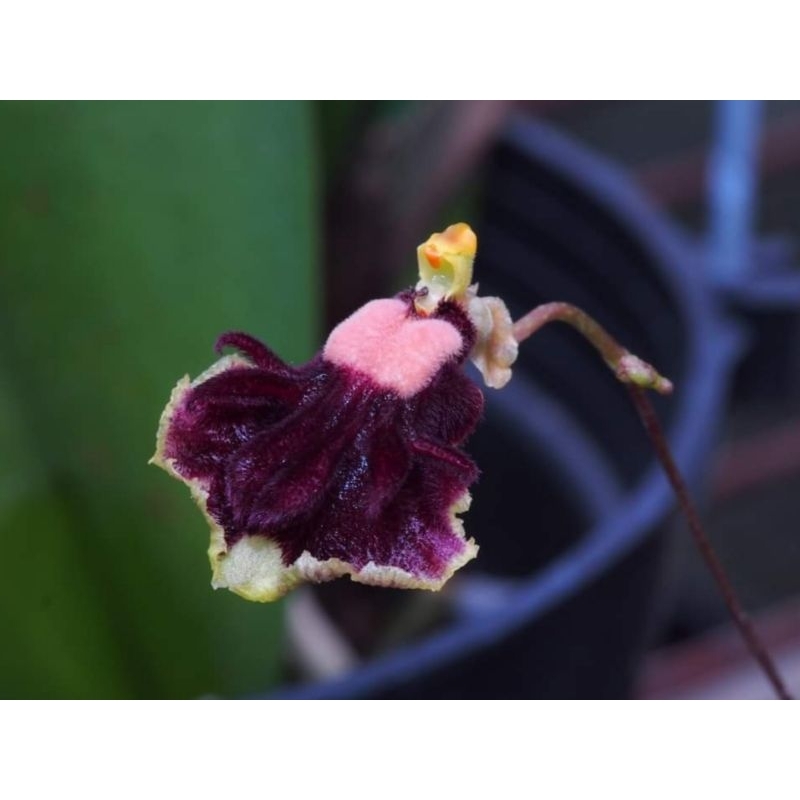 極稀有 迷你款 原生種 小胡蜂文心蘭 Oncidium henekenii