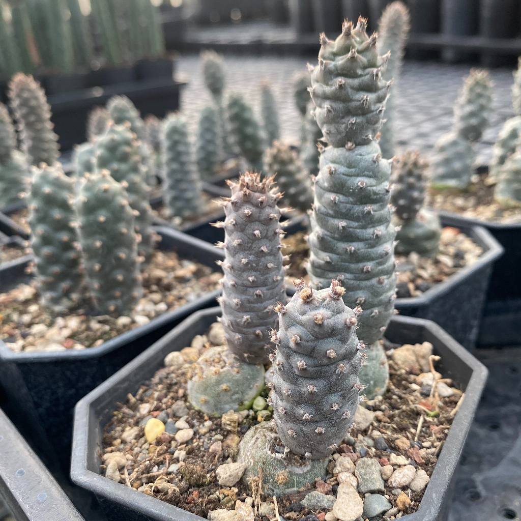 ☀️小陽光仙人掌☀️ 松笠團扇 浮屠塔 多肉植物 療癒小物