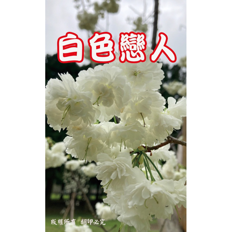 白色戀人櫻花苗🌸最新品種重瓣櫻花 稀有品種