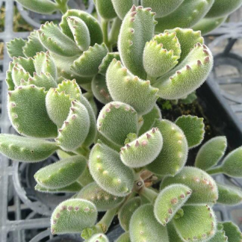 熊童子3種熊一次擁有白熊綠熊黃熊多肉多肉植物熊掌熊爪白錦黃錦子貓之爪貓爪熊貓 蝦皮購物