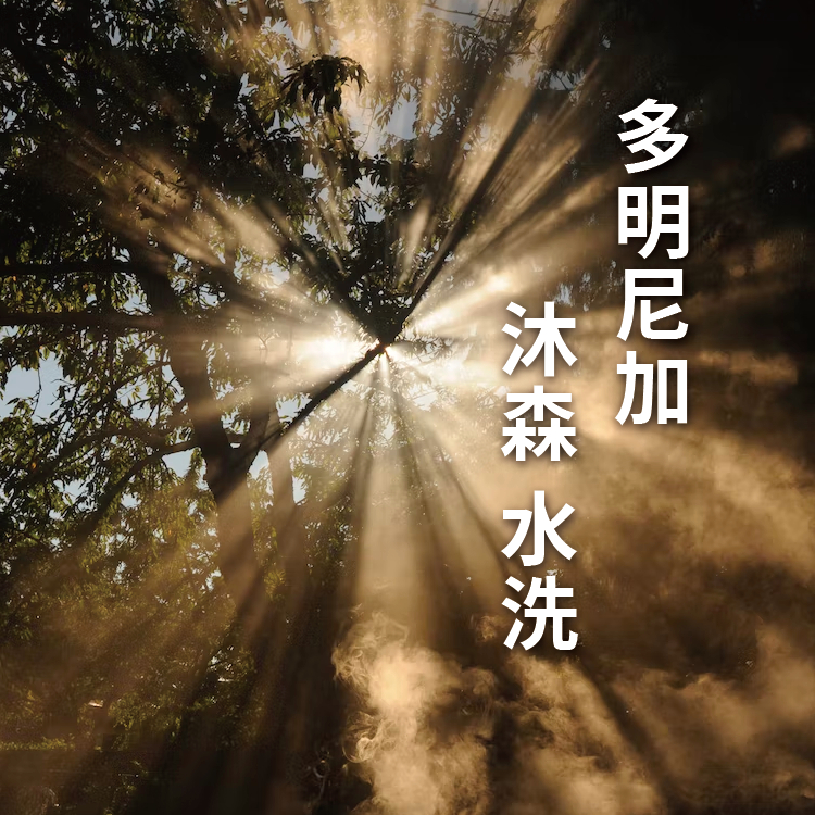 附發票【咖啡魂】多明尼加 沐森 水洗 中淺烘焙 中淺焙 咖啡豆 咖啡粉